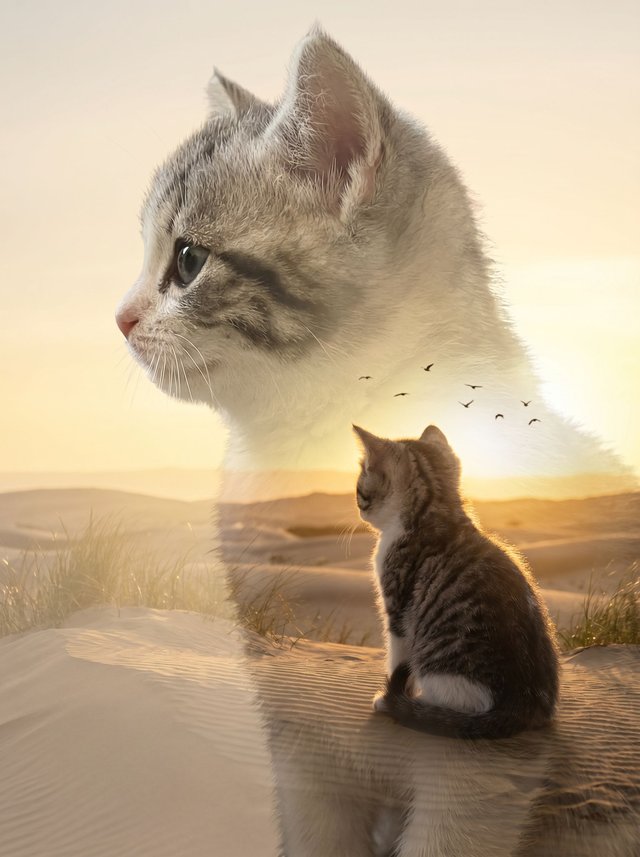 Котик